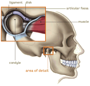 the anatomy of the TMJ for TMJ therapy in Ottawa